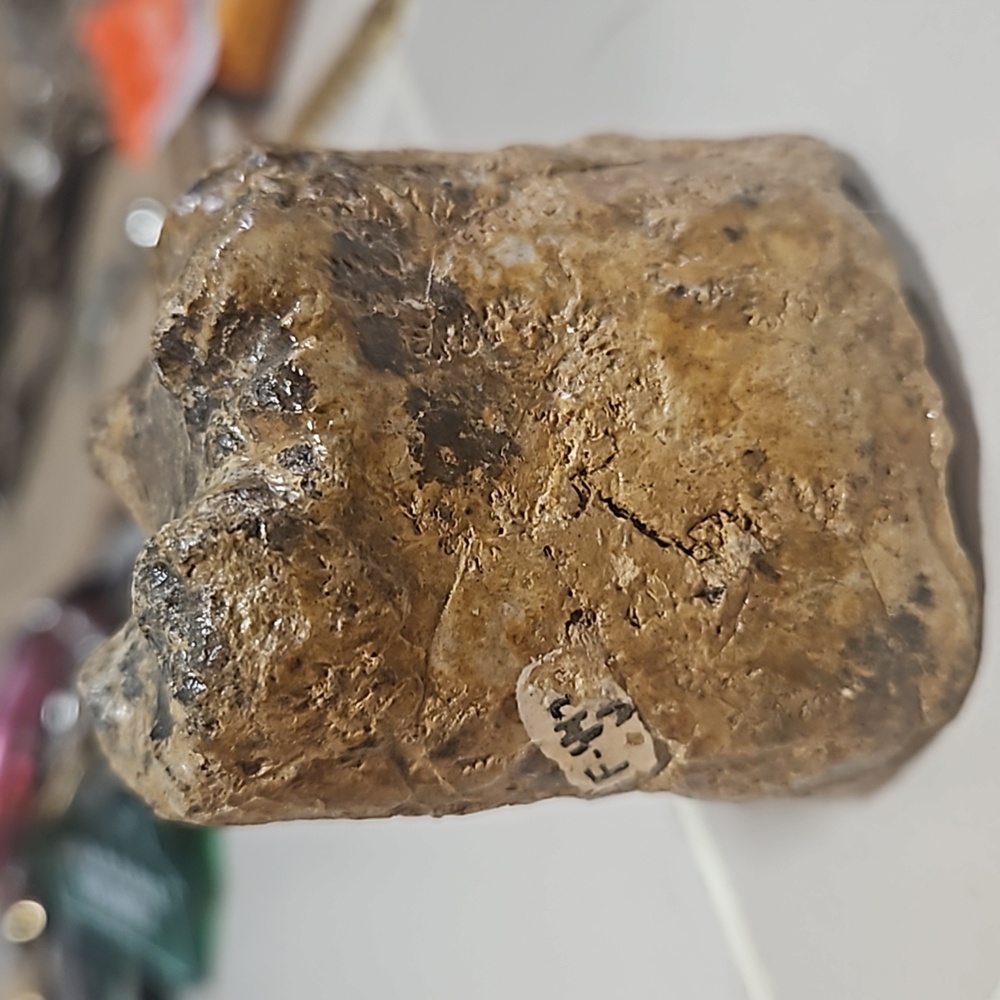 antique marked museum fossil an old museum piece